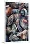 USA, California, La Jolla. Seashells on beach.-Jaynes Gallery-Framed Photographic Print