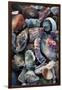 USA, California, La Jolla. Seashells on beach.-Jaynes Gallery-Framed Photographic Print