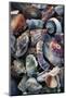 USA, California, La Jolla. Seashells on beach.-Jaynes Gallery-Mounted Photographic Print