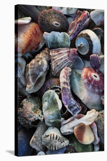 USA, California, La Jolla. Seashells on beach.-Jaynes Gallery-Stretched Canvas