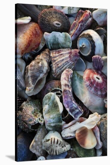 USA, California, La Jolla. Seashells on beach.-Jaynes Gallery-Stretched Canvas