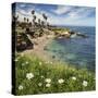 USA, California, La Jolla. Springtime at La Jolla Cove-Ann Collins-Stretched Canvas