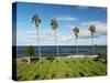 USA, California, La Jolla, Tall Palms at Scripps Park-Ann Collins-Stretched Canvas