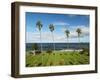 USA, California, La Jolla, Tall Palms at Scripps Park-Ann Collins-Framed Photographic Print