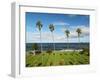 USA, California, La Jolla, Tall Palms at Scripps Park-Ann Collins-Framed Photographic Print