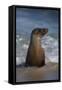 USA, California, La Jolla. Young sea lion in beach water.-Jaynes Gallery-Framed Stretched Canvas