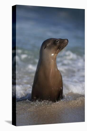 USA, California, La Jolla. Young sea lion in beach water.-Jaynes Gallery-Stretched Canvas