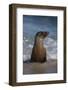 USA, California, La Jolla. Young sea lion in beach water.-Jaynes Gallery-Framed Photographic Print