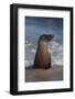 USA, California, La Jolla. Young sea lion in beach water.-Jaynes Gallery-Framed Photographic Print