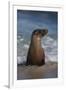 USA, California, La Jolla. Young sea lion in beach water.-Jaynes Gallery-Framed Photographic Print