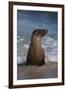 USA, California, La Jolla. Young sea lion in beach water.-Jaynes Gallery-Framed Photographic Print