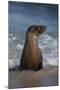 USA, California, La Jolla. Young sea lion in beach water.-Jaynes Gallery-Mounted Photographic Print