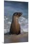 USA, California, La Jolla. Young sea lion in beach water.-Jaynes Gallery-Mounted Premium Photographic Print