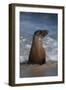 USA, California, La Jolla. Young sea lion in beach water.-Jaynes Gallery-Framed Photographic Print