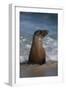 USA, California, La Jolla. Young sea lion in beach water.-Jaynes Gallery-Framed Photographic Print