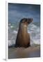 USA, California, La Jolla. Young sea lion in beach water.-Jaynes Gallery-Framed Photographic Print