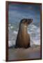 USA, California, La Jolla. Young sea lion in beach water.-Jaynes Gallery-Framed Photographic Print