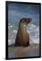 USA, California, La Jolla. Young sea lion in beach water.-Jaynes Gallery-Framed Photographic Print