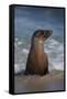 USA, California, La Jolla. Young sea lion in beach water.-Jaynes Gallery-Framed Stretched Canvas