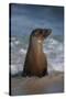 USA, California, La Jolla. Young sea lion in beach water.-Jaynes Gallery-Stretched Canvas