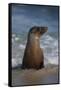 USA, California, La Jolla. Young sea lion in beach water.-Jaynes Gallery-Framed Stretched Canvas