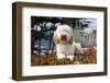 USA, California. Labradoodle lying in ice plant.-Zandria Muench Beraldo-Framed Photographic Print