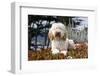 USA, California. Labradoodle lying in ice plant.-Zandria Muench Beraldo-Framed Photographic Print