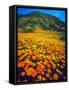 USA, California, Lake Elsinore. California Poppies Cover a Hillside-Jaynes Gallery-Framed Stretched Canvas