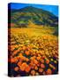 USA, California, Lake Elsinore. California Poppies Cover a Hillside-Jaynes Gallery-Stretched Canvas