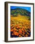 USA, California, Lake Elsinore. California Poppies Cover a Hillside-Jaynes Gallery-Framed Photographic Print