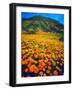 USA, California, Lake Elsinore. California Poppies Cover a Hillside-Jaynes Gallery-Framed Photographic Print