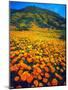 USA, California, Lake Elsinore. California Poppies Cover a Hillside-Jaynes Gallery-Mounted Photographic Print