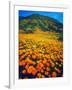 USA, California, Lake Elsinore. California Poppies Cover a Hillside-Jaynes Gallery-Framed Photographic Print