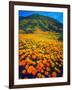 USA, California, Lake Elsinore. California Poppies Cover a Hillside-Jaynes Gallery-Framed Photographic Print