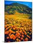 USA, California, Lake Elsinore. California Poppies Cover a Hillside-Jaynes Gallery-Mounted Photographic Print