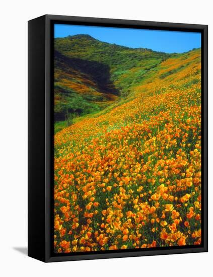 USA, California, Lake Elsinore. California Poppies Cover a Hillside-Jaynes Gallery-Framed Stretched Canvas