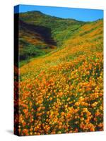 USA, California, Lake Elsinore. California Poppies Cover a Hillside-Jaynes Gallery-Stretched Canvas