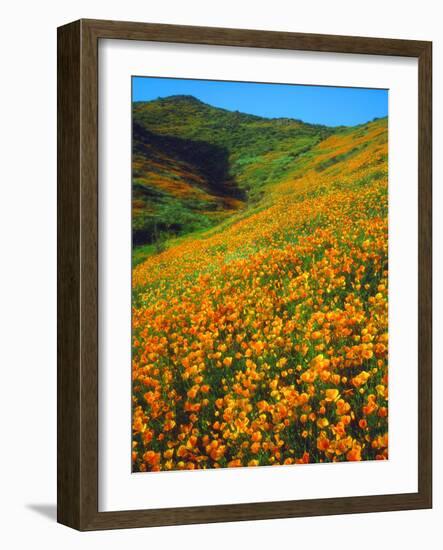 USA, California, Lake Elsinore. California Poppies Cover a Hillside-Jaynes Gallery-Framed Photographic Print