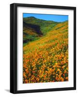 USA, California, Lake Elsinore. California Poppies Cover a Hillside-Jaynes Gallery-Framed Photographic Print