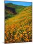 USA, California, Lake Elsinore. California Poppies Cover a Hillside-Jaynes Gallery-Mounted Photographic Print