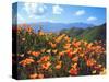 USA, California, Lake Elsinore. California Poppies Cover a Hillside-Jaynes Gallery-Stretched Canvas