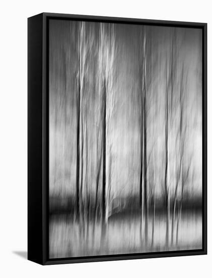USA, California, Lake Tahoe, Abstract of Bare Aspen Trees and Snow at Carnelian Bay-Ann Collins-Framed Stretched Canvas