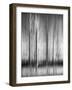 USA, California, Lake Tahoe, Abstract of Bare Aspen Trees and Snow at Carnelian Bay-Ann Collins-Framed Photographic Print