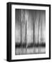 USA, California, Lake Tahoe, Abstract of Bare Aspen Trees and Snow at Carnelian Bay-Ann Collins-Framed Photographic Print