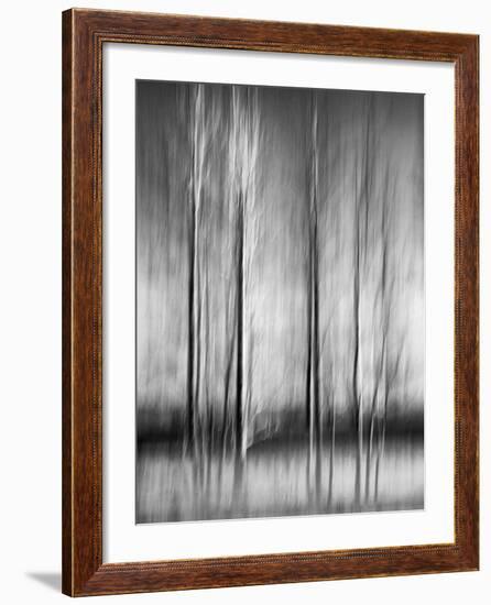 USA, California, Lake Tahoe, Abstract of Bare Aspen Trees and Snow at Carnelian Bay-Ann Collins-Framed Photographic Print