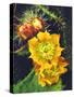 USA, California, Lakeside, Prickly Pear Cactus Wildflowers-Jaynes Gallery-Stretched Canvas