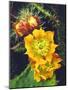 USA, California, Lakeside, Prickly Pear Cactus Wildflowers-Jaynes Gallery-Mounted Photographic Print