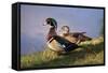 USA, California, Lakeside, Wood Duck-Jaynes Gallery-Framed Stretched Canvas