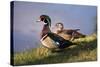 USA, California, Lakeside, Wood Duck-Jaynes Gallery-Stretched Canvas