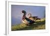 USA, California, Lakeside, Wood Duck-Jaynes Gallery-Framed Photographic Print